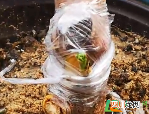 嫁接的膜是什么膜