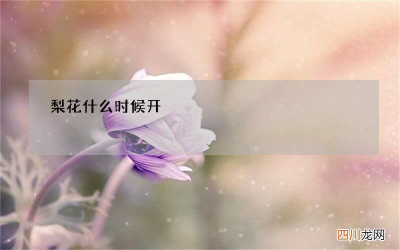 梨花什么时候开