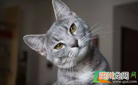 猫瘟病毒在84消毒液可以存活多久