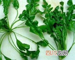 电脑族的视力保健明目养目食谱