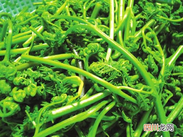 蕨菜可能致癌 少吃为好