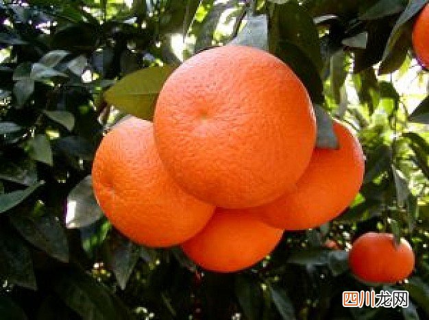 哪些水果节食减肥时不能吃
