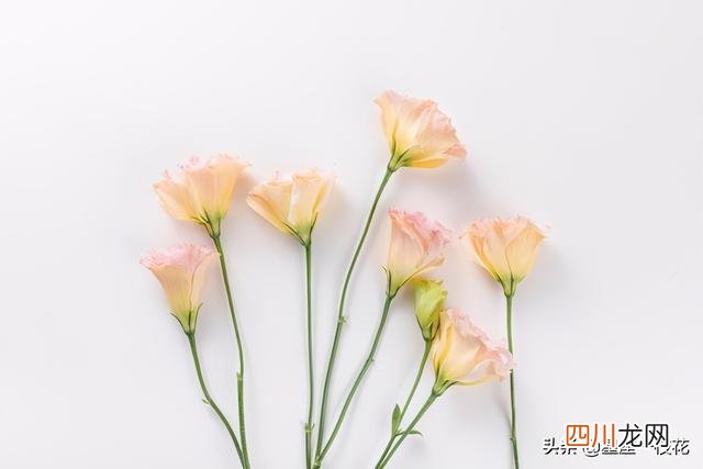 巨蟹座还爱一个人的表现 巨蟹座真心喜欢一个人是什么表现