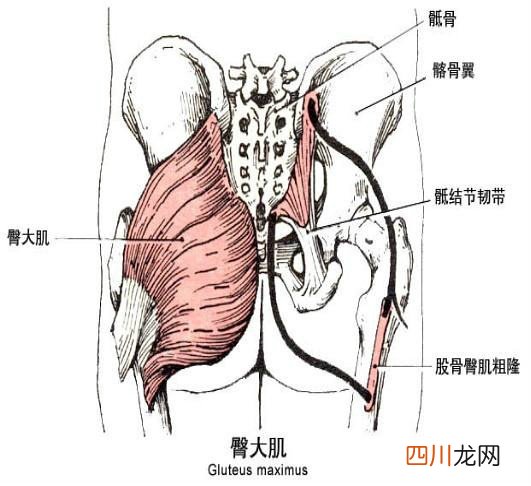 男人 也需要性感的臀部