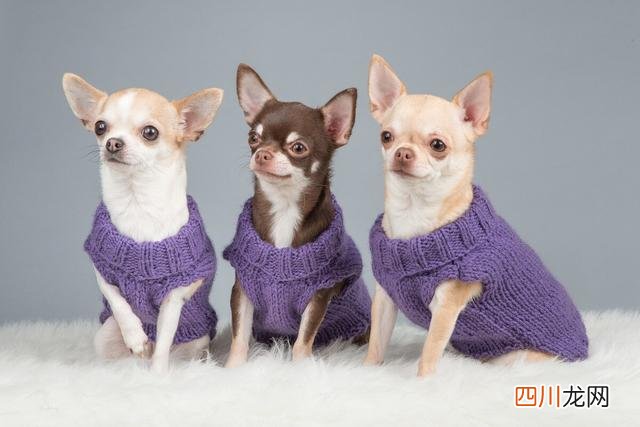 十大适合家庭养的小型犬 十种最好养狗新手养小型犬推荐