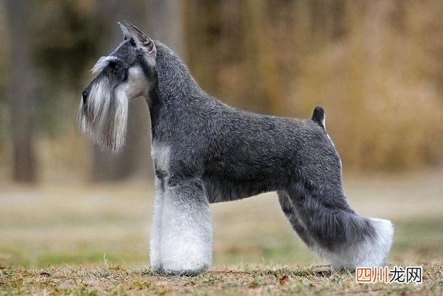 十大适合家庭养的小型犬 十种最好养狗新手养小型犬推荐