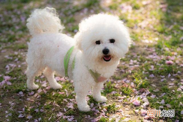 十大适合家庭养的小型犬 十种最好养狗新手养小型犬推荐