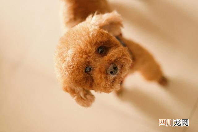 十大适合家庭养的小型犬 十种最好养狗新手养小型犬推荐