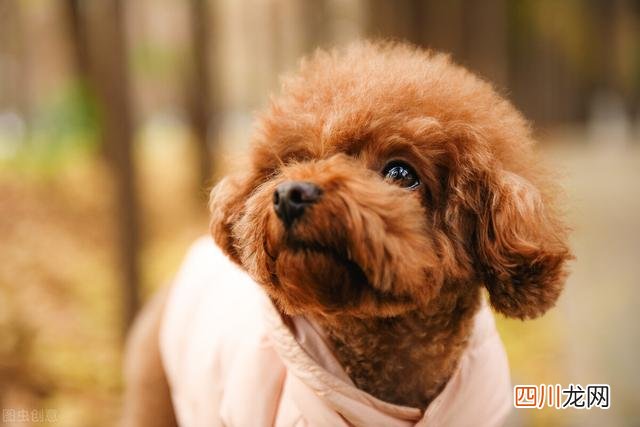 建议穷人养的10种狗博美 十大适合家养小型犬