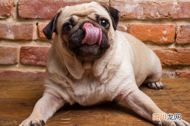 建议穷人养的10种狗博美 十大适合家养小型犬