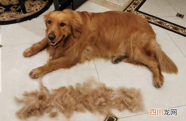 新手第一次养狗养什么狗好 第一次养狗推荐什么狗合适