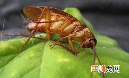 蟑螂药粉和胶饵哪个好用