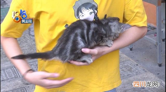 小猫长猫癣不治也能好吗 小猫查出有猫癣对话涉及零容忍