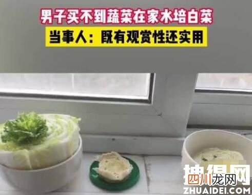 上海一男子买不到菜在家水培白菜原因曝光