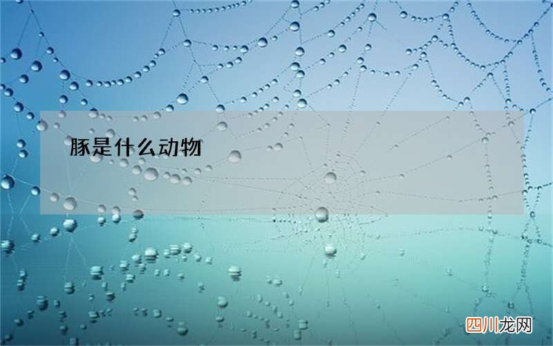 豚是什么动物