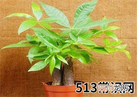 招财树的摆放禁忌