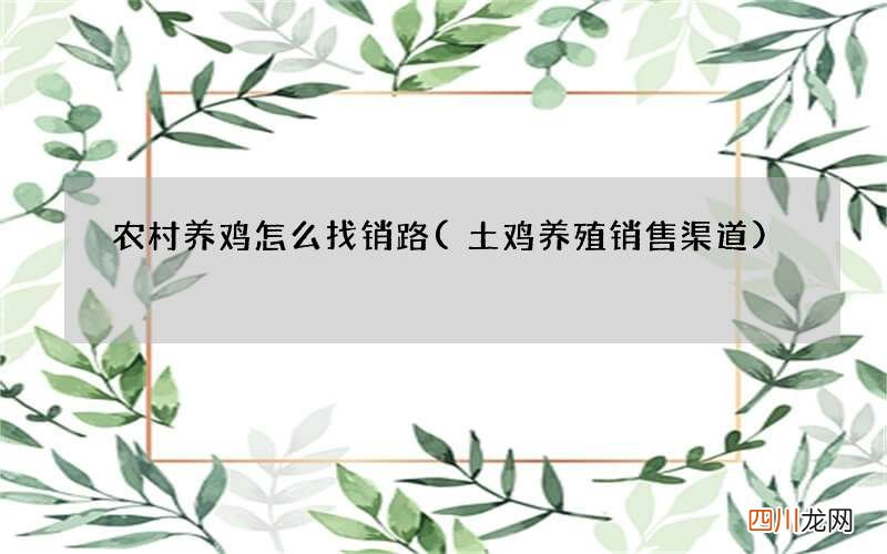 土鸡养殖销售渠道 农村养鸡怎么找销路