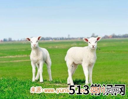 属羊什么时辰出生命苦