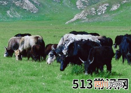 属牛的幸运花是什么花