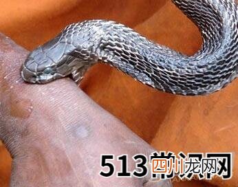 分析梦见别人被蛇咬出血的吉凶变化