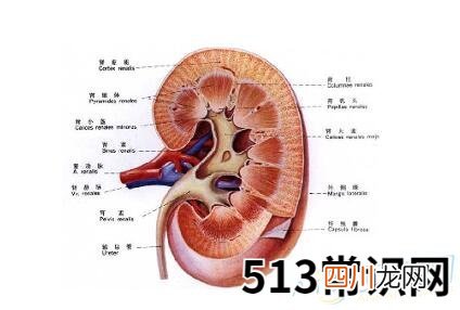 做梦梦见肾好不好