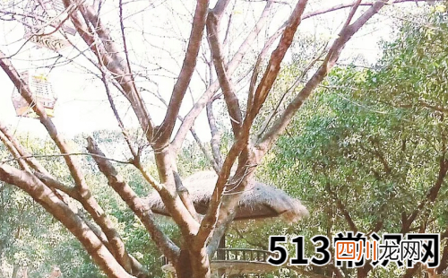 对爱情没有信用度的生肖男