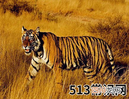 2021年属虎财运如何
