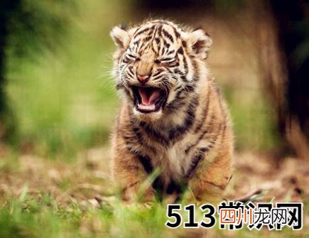 属虎人适合开什么店