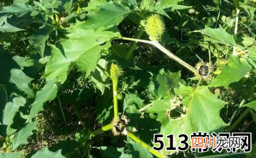 属鼠天蝎座2019年运势