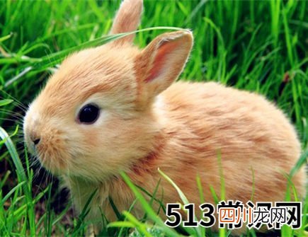 属兔遇小人怎么办