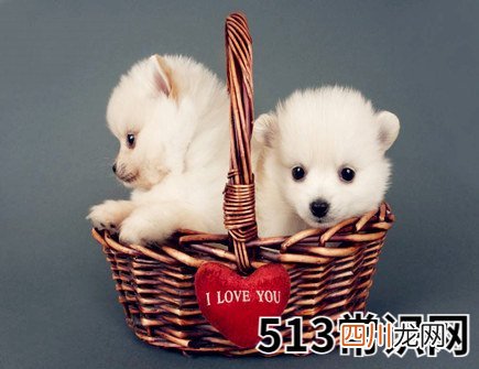 属狗人养鱼有什么讲究