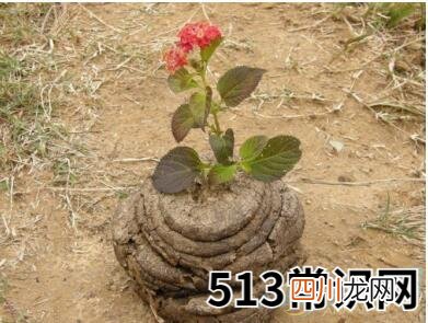 解读梦见脚踩牛屎的梦境象征