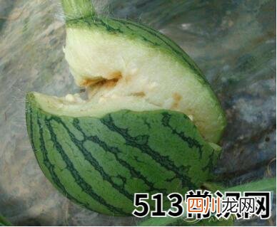 梦境分析 梦见烂瓜有着怎样的象征含义？