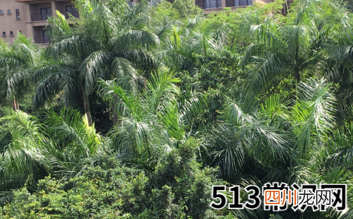 年终奖水涨船高就是这些生肖