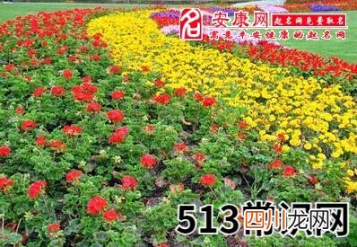 梦见花园