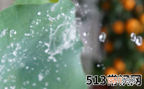 2019年事业咸鱼翻身的生肖