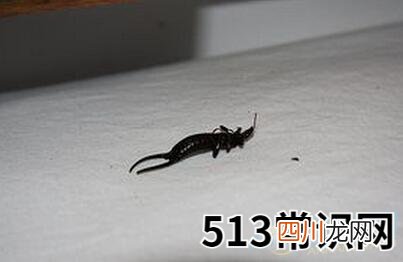 梦见床上好多虫子