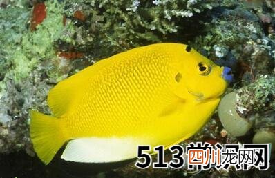 梦见黄色的鱼在水里游