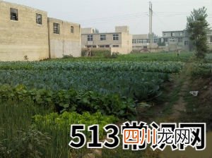 梦见买地皮