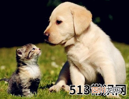 属狗人家里摆放什么好