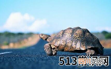 梦见乌龟是什么意思
