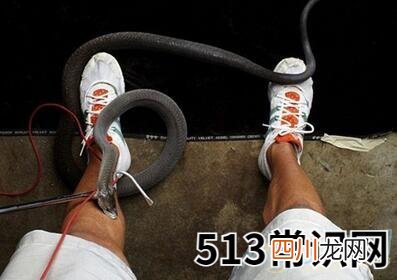 做梦梦到被蛇咬暗示什么