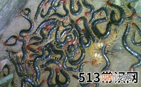 梦见好多蜈蚣