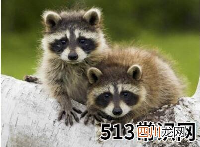 梦见浣熊