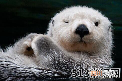梦见水獭