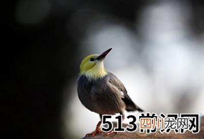 梦见金丝鸟