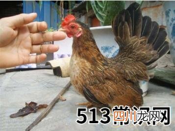 梦见矮脚鸡