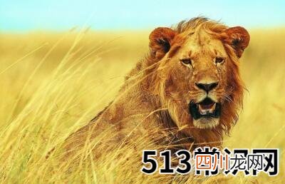 孕妇梦见狮子好不好