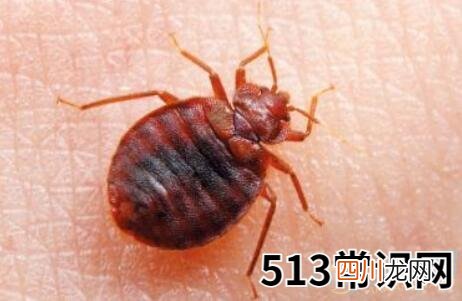 梦见臭虫