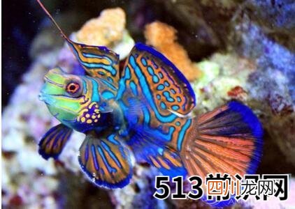 做梦梦见五彩鱼好不好
